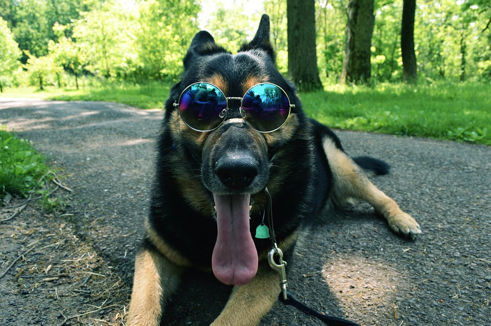 A dog with sunglasses on laying down in the sun.